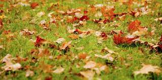 This Clever Trick Will Instantly Clear Your Lawn Of Unwanted Leaves Leaf Clean Up Lawn Care Lawn