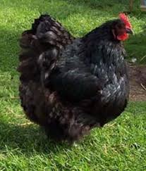 Making them great pets and egg layers alike for those whom delight in owning them. 13 Black Orpington Ideas Chicken Breeds Chickens And Roosters Chickens