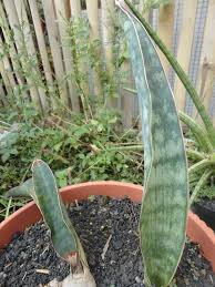 Image result for Sansevieria scimitariformis