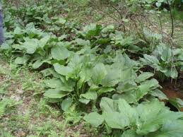 Skunk #1 is the foundation for almost 80% of all modern cannabis hybrids. Skunk Cabbage February 2020 Wildflower Of The Month John Clayton