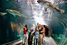 Adventure Aquarium Visitphilly Com Adventure Amazing Aquariums Places To Go