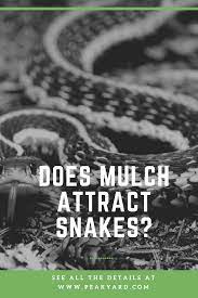Does Mulch Attract Snakes Peak Yard Mulch Snake Hiding Spots