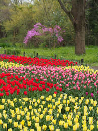 Jardin Botanique De Kyoto Les Plus Beaux Jardins Jardin Botanique Beaux Jardins