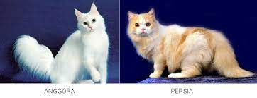 Kucing ini pertama kali dikenalkan ke negara italia sekitar tahun 1620an dan akhirnya sampai kini. 11 Perbedaan Kucing Anggora Dan Persia Lengkap
