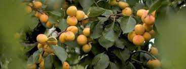 A small variety of apricot trees are known to be hardy enough for minnesota. Stone Fruit Minnesota Hardy