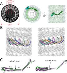 Plant cell structure and function tamil. Membrane Constriction And Thinning By Sequential Escrt Iii Polymerization Biorxiv