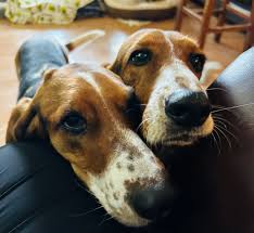 Image result for basset hound
