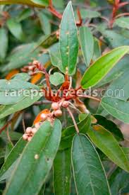 Image result for Croton gratissimus