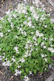 Image result for Vepris grandifolia