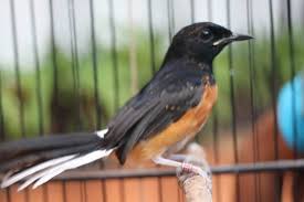 Ciri ciri burung murai bordan. 10 Jenis Murai Batu Tercantik Dan Terpopuler Bukareview