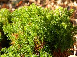 Healthy, mature plants · fedex direct to your home Thuja Occidentalis American Arborvitae Eastern Arborvitae Eastern White Cedar Northern White Cedar North Carolina Extension Gardener Plant Toolbox