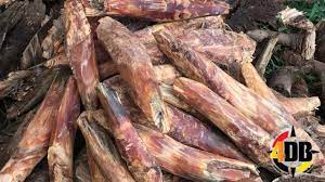 Check spelling or type a new query. The Best Of 4db Fatwood Pine Lighter Firestarter Youtube