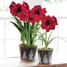 Winter Twilight Amaryllis Amaryllis Photo Bouquet House Plants