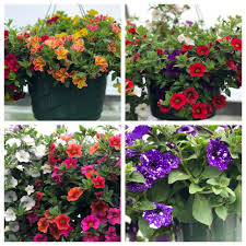 Maybe you would like to learn more about one of these? How To Care For Hanging Baskets Ace Hardware Of Fort Collins