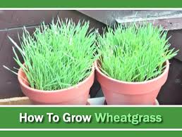This is a tutorial on how to grow wheatgrass at home. How To Grow Wheatgrass