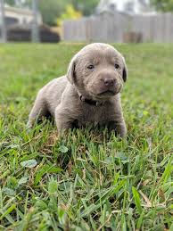 Akc Female Silver Lab Puppy With Light Pink Collar Dallas Center Iowa Labrador Labradorpuppy Labrador Puppy Silver Labrador Retriever Labrador Retriever