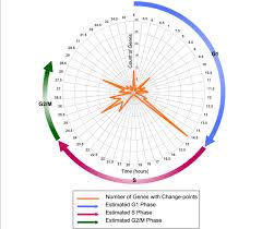 Segmentation Of Mef Cell Cycle Data With The Change Point