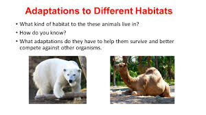 Animals have adaptations that help them _____ in their ecosystems. Review Plant Adaptations Ppt Video Online Download