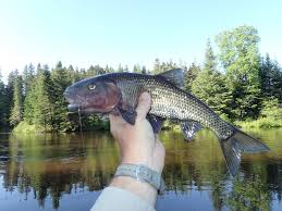 Maybe you would like to learn more about one of these? First Cast Fly Fishing Fly Fishing Maine Kennebago River