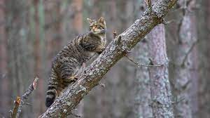 Scottish Wildcat Mythology And Folklore Trees For Life