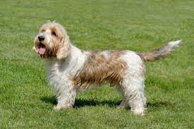 Find the perfect basset griffon vendeen stock photos and editorial news pictures from getty images. Grand Basset Griffon Vendeen Hunderasse Mit Bild Info Temperament Charakteristiken Und Fakten