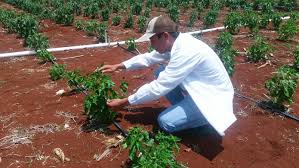 A grandes rasgos, un ingeniero agrónomo se encarga de gestionar la producción animal y vegetal y de cuidar el impacto sobre el medio ambiente. Ingeniero Agronomo Principal Agente En La Produccion De Alimentos Del Campo Delegacion Sader Yucatan Gobierno Gob Mx