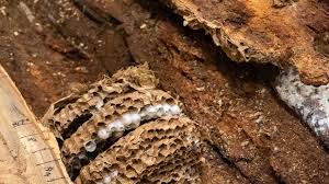 Of course, now the problem is that burglers, hooligains and your meddlesome neighbor can be on the lookout for … Over 500 Murder Hornets Found In First Wash State Nest Kabb