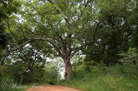 Image result for Ficus sansibarica