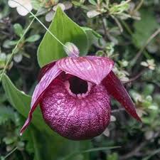 The country maintains a constant economical scale due to the. Genus Calanthe To Cyrtosia Springerlink