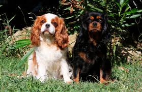 The typical cavalier is always happy, trusting and easygoing, a friend to everyone he finding a cavalier king charles spaniel. Osterreichischer Zwerghundeklub Ozk Cavalier King Charles Spaniel