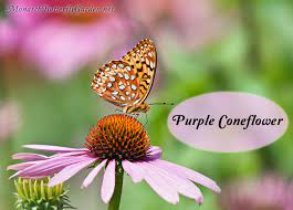 If you don't live in a warm region, grow this salvia as an annual instead. Butterfly Plants List Butterfly Flowers And Host Plant Ideas