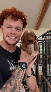 Desensitizing & Socializing Puppies #goldendoodles #doodles #doodle #puppy  #goldendoodlebreeder