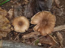 Image result for Pseudopod Ospermum