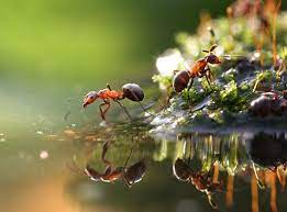 ants a new macro story by vadim trunov ego alterego insect photography ant species nature photography