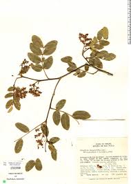 Image result for Copaifera