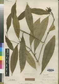 Image result for Bertiera aethiopica