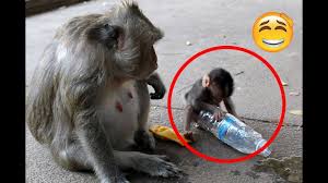 Monkey Mom Taking Care Of Her Baby 01 Amazing Monkey Videos Pet Monkey Monkeys Funny Baby Monkey