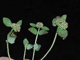 Image result for Euphorbia ophthalmica