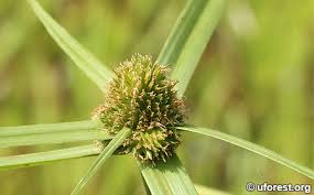 Image result for Kyllinga squamulata