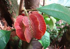Image result for Achariaceae