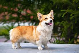 We did not find results for: 15 Corgi Mixed Breeds Greatest Corgi Mixes With Pictures Doggie Designer