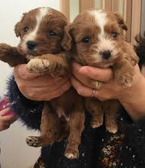 抜け毛が少ないキャバプー｜性格・無駄吠え・病気など詳しく解説