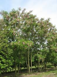 Image result for Margaretta rosea