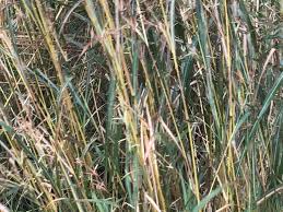 Image result for Hyparrhenia tamba