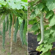 Some people tie a pebble or other weight to the flower end of the gourd to foster a straighter fruit, but this is just for aesthetics. Pests Of Snake Gourd Snake Gourd Seed Germination Gardening Tips