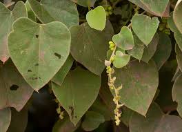 Image result for Cissampelos torulosa