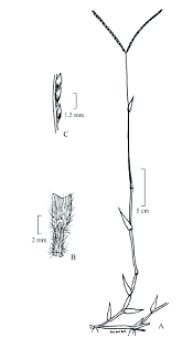 Image result for Digitaria longiflora