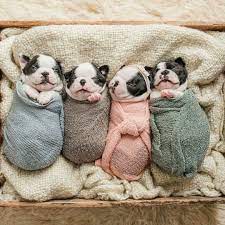 Pin By Christine Corso On Dogs And Cats Bulldog Puppies French Bulldog Puppies Newborn Puppies
