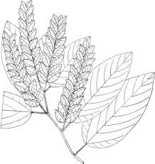 Image result for Pleioceras orientale