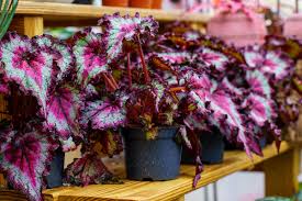 Image result for Begonia oxyloba
